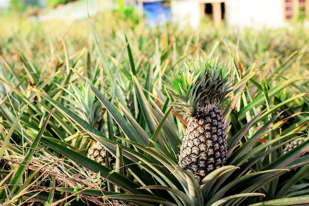 Ananas su albero con luce solare in fattoria.