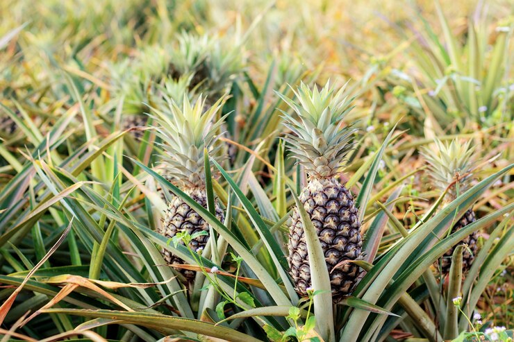 Ananas su albero in una fattoria con luce solare.