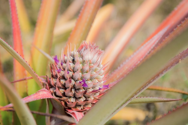 Ananas sull'albero