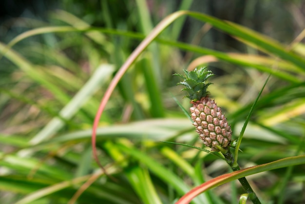 Ananas sull&#39;albero.