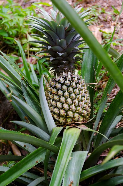 Ananas verde che cresce su un cespuglio