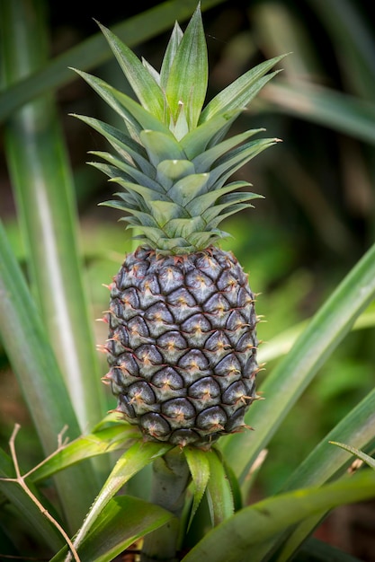 Ananas verde frutticoltura in giardino a Madhupur Tangail Bangladesh