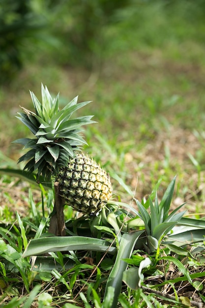 ananas