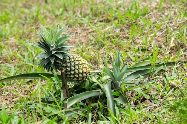 ananas