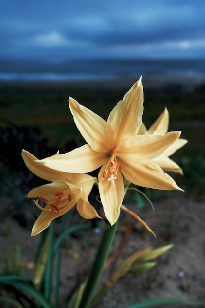 Ananucas giallo del fiore del deserto che cresce ad Atacama