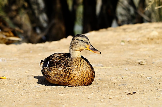 Anas platyrhynchos - Il germano reale, è una specie di uccello anseriforme della famiglia degli Anatidae.