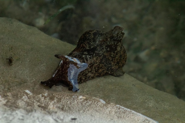 Anaspidea Un taxon di lumache di mare