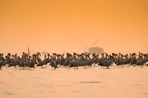 Anastomus oscitans grande uccello guadante nella famiglia della cicogna - uccelli asiatici della cicogna del openbill nel lago