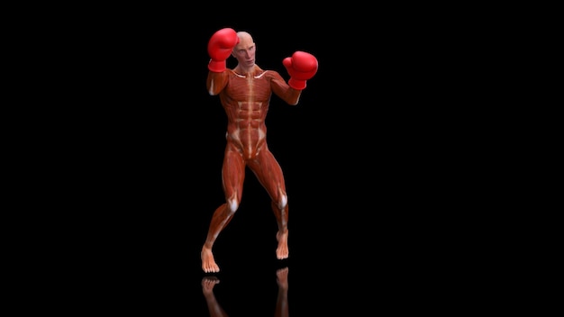 Anatomia 3D astratta di un uomo di boxe