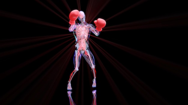 Anatomia 3D astratta di un uomo di boxe