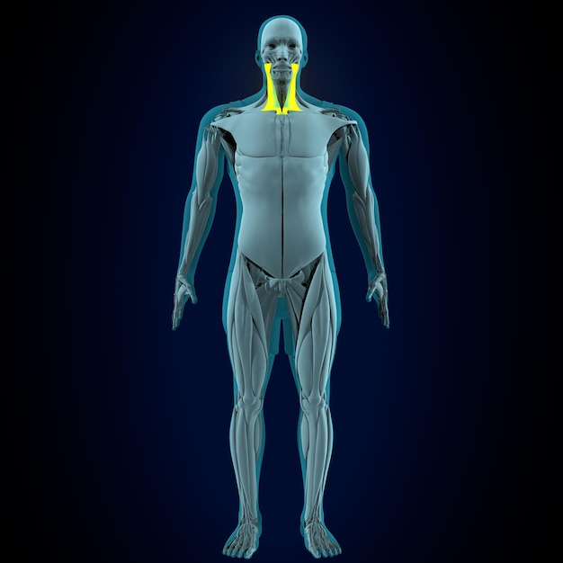 anatomia dei muscoli del corpo umano