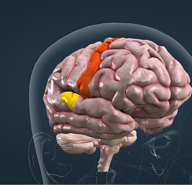 Anatomia del cervello e delle sue parti colorate