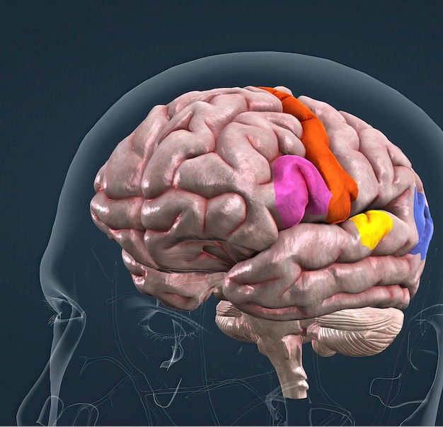 Anatomia del cervello e delle sue parti colorate