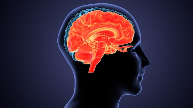 anatomia del cervello umano illustrazione 3D