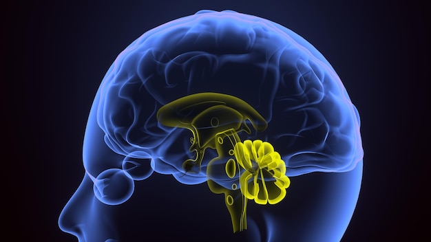 anatomia del cervello umano rendering 3D