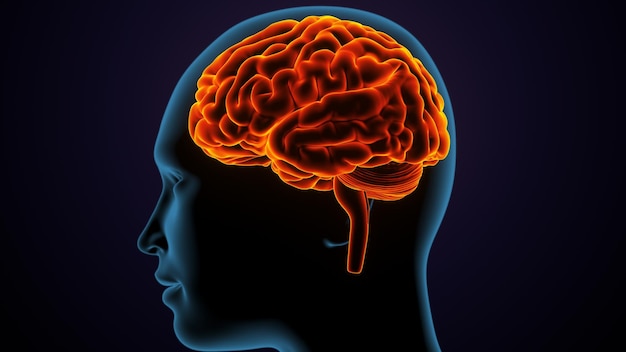 anatomia del corpo umano e del cervello illustrazione 3D