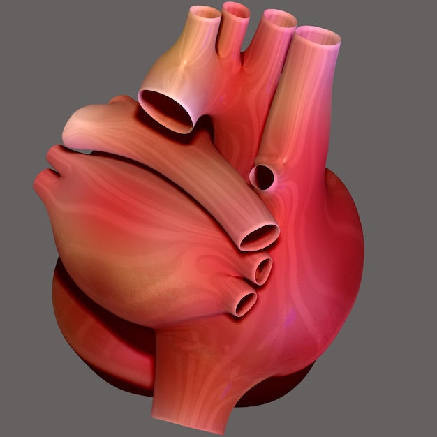 Anatomia del cuore umano per il concetto medico illustrazione 3D