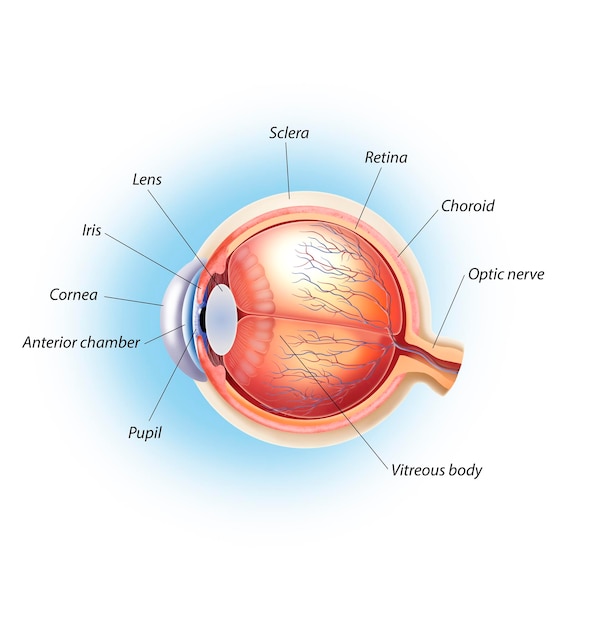 Anatomia dell'occhio