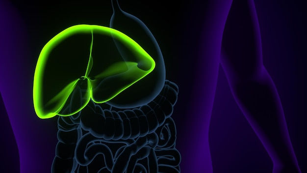Anatomia dell'orecchio umano illustrazione 3D