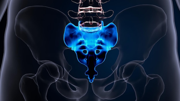 anatomia della colonna vertebrale dello scheletro umano illustrazione 3D