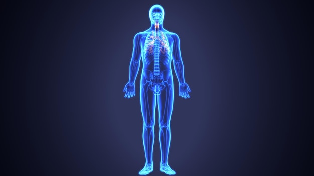 anatomia della respirazione del corpo umano illustrazione 3D