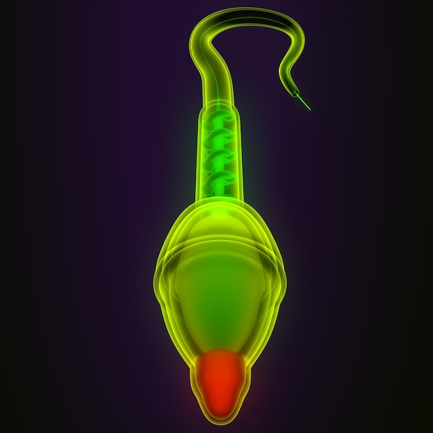 anatomia dello sperma maschile illustrazione 3D