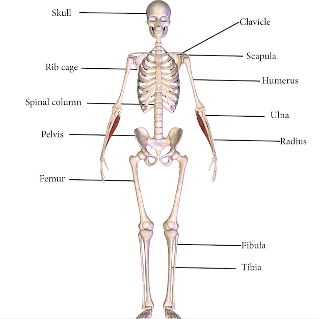 anatomia muscolare umana illustrazione 3D