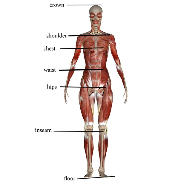 anatomia muscolare umana illustrazione 3D