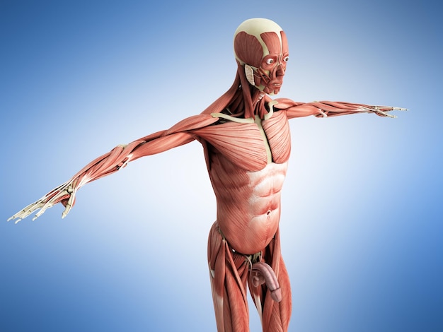 Anatomia muscolare umana rendering 3d sul fronte blu