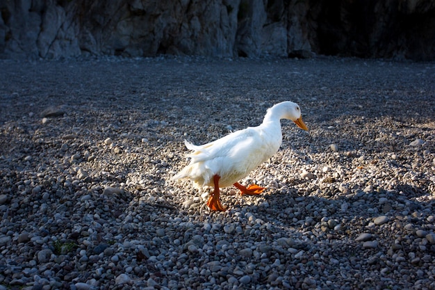 Anatra bianca che cammina su una spiaggia di ciottoli