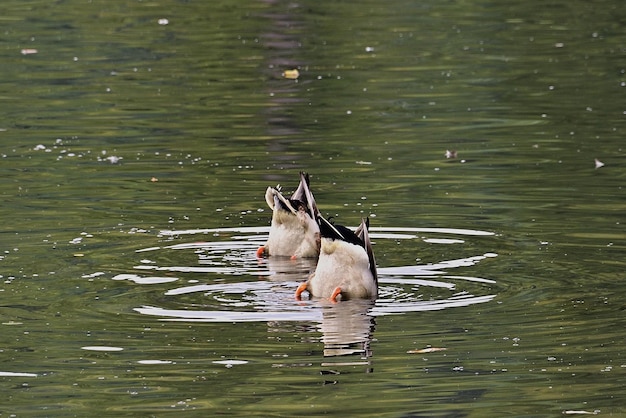 anatra bianca che nuota nell'acqua