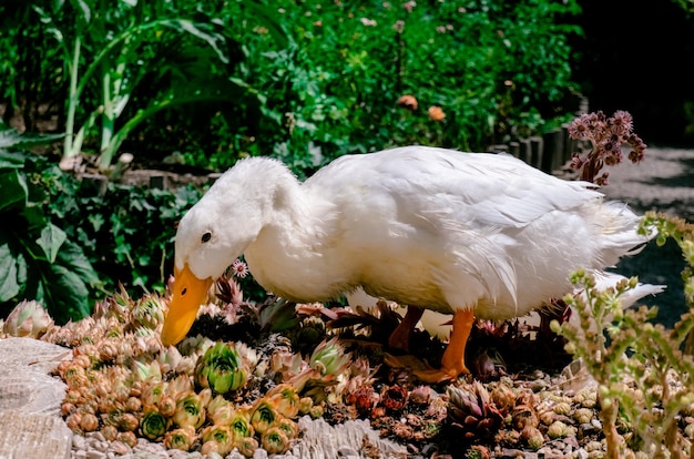 Anatra bianca in un giardino Concetto di bestiame