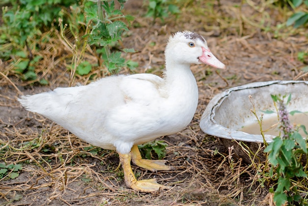 Anatra bianca nel villaggio nel cortile