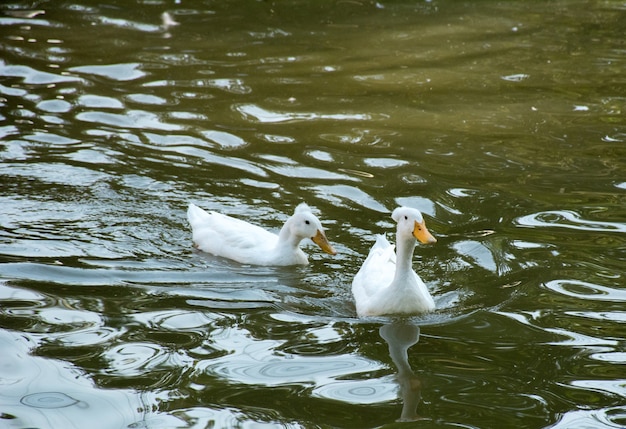 anatra bianca nell&#39;acqua che nuota nel fiume blu