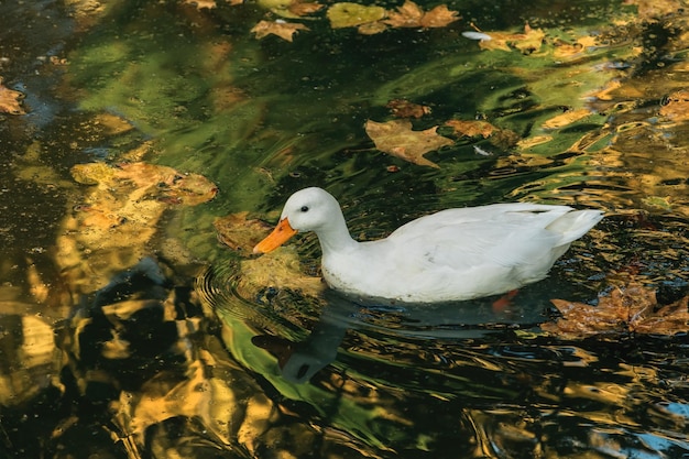 Anatra bianca tedesca di Pechino che nuota in un fuoco selettivo dello stagno