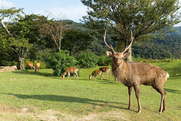 Anatra cervo Nara