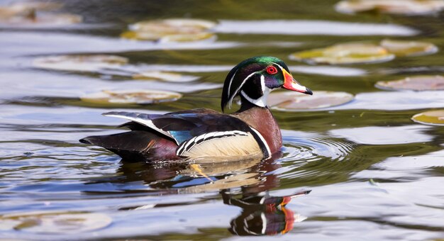 Anatra che nuota in acqua Giornata di sole