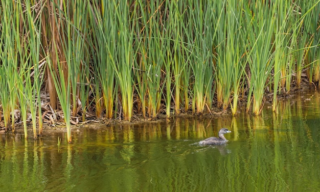 Anatra che nuota in una laguna circondata dalla vegetazione di totora a Pantanos de Villa