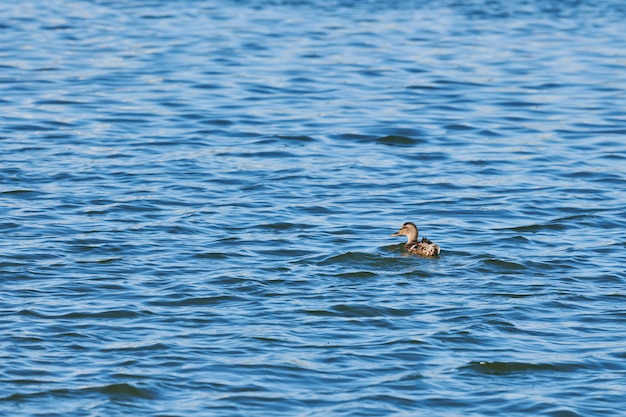 Anatra che nuota nel lago della città