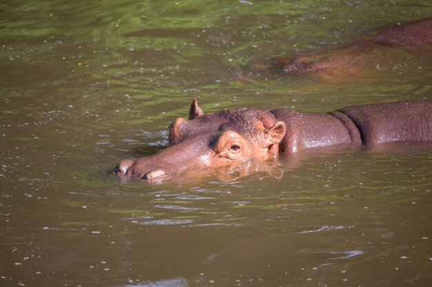 Anatra che nuota nel lago