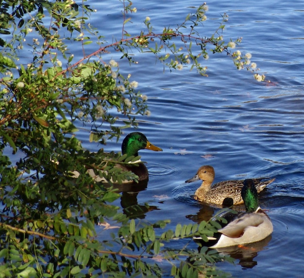 Anatra che nuota nel lago