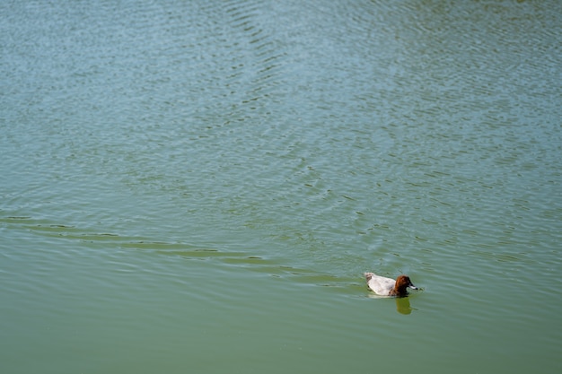 Anatra che nuota nell'acqua del lago