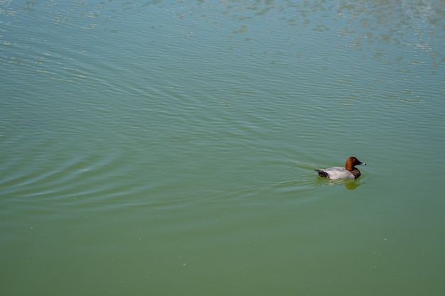 Anatra che nuota nell'acqua del lago