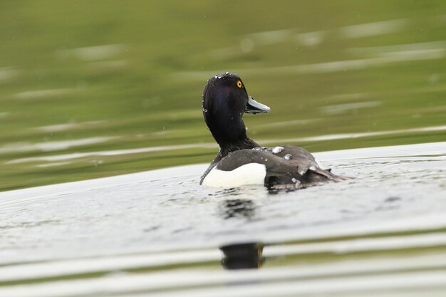 Anatra che nuota sul lago