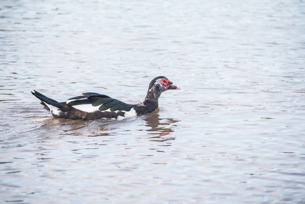 Anatra che nuota sul lago