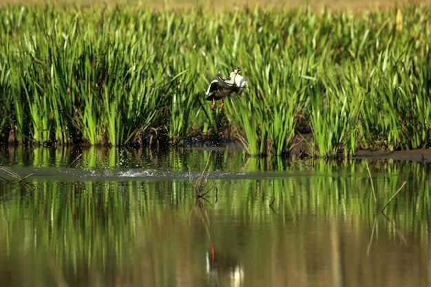 Anatra che sorvola un lago