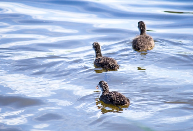 Anatra con anatroccoli sul fiume