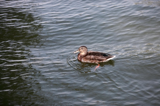 Anatra con prole che nuota nel fiume