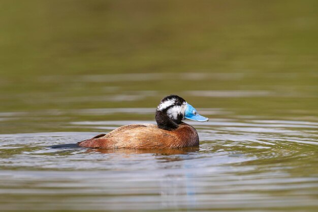 Anatra con testa bianca maschio Oxyura leucocephala Malaga Spagna