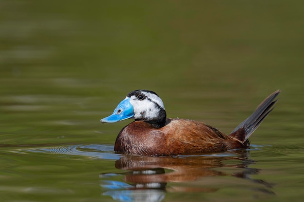 Anatra con testa bianca maschio Oxyura leucocephala Malaga Spagna